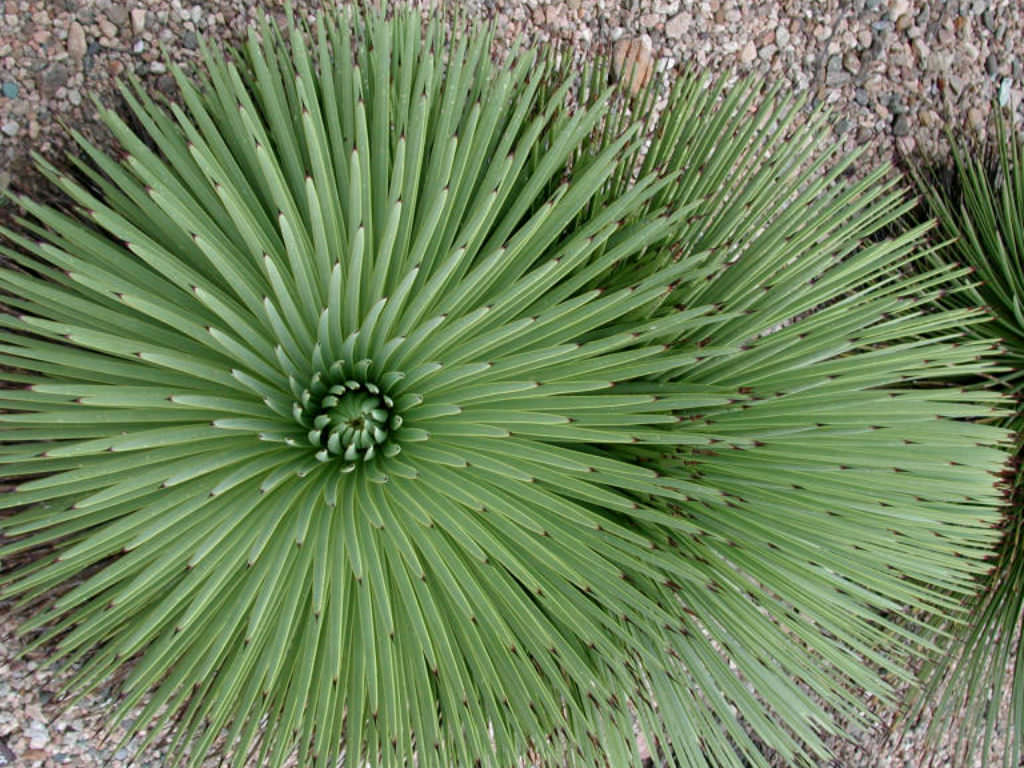 agave gentryi Agave gentryi 'La Escondida' main image 1