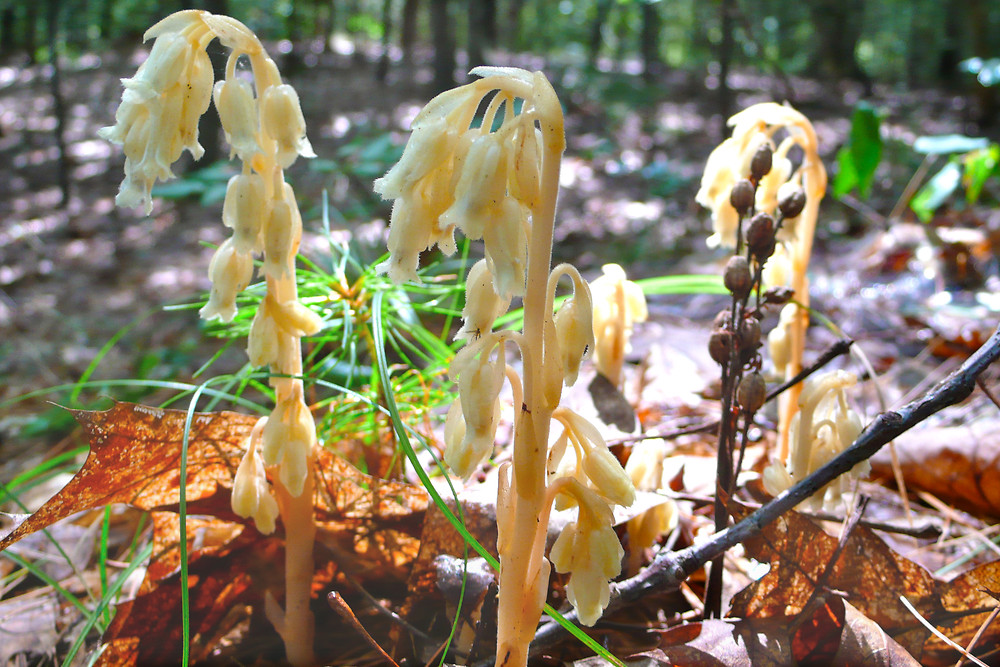 Dutchman's pipe