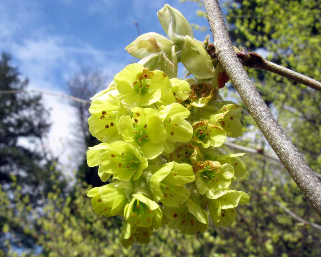 Round-leaved winter hazel