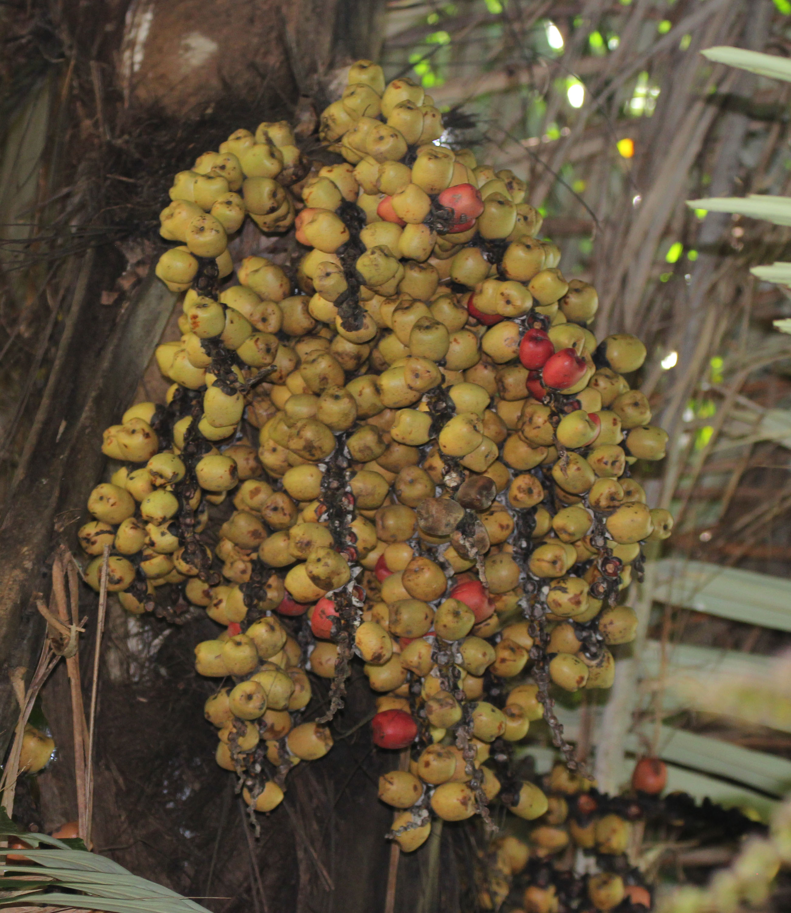 Illipe nut palm