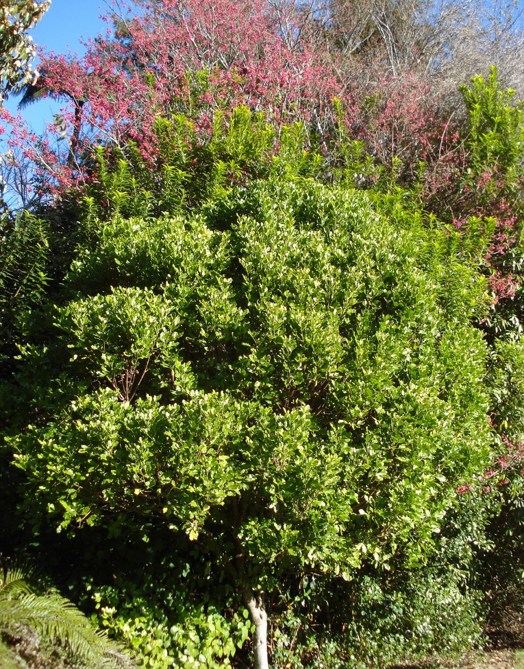 Makawao melicope (Melicope obovata) - Image 1 of 5