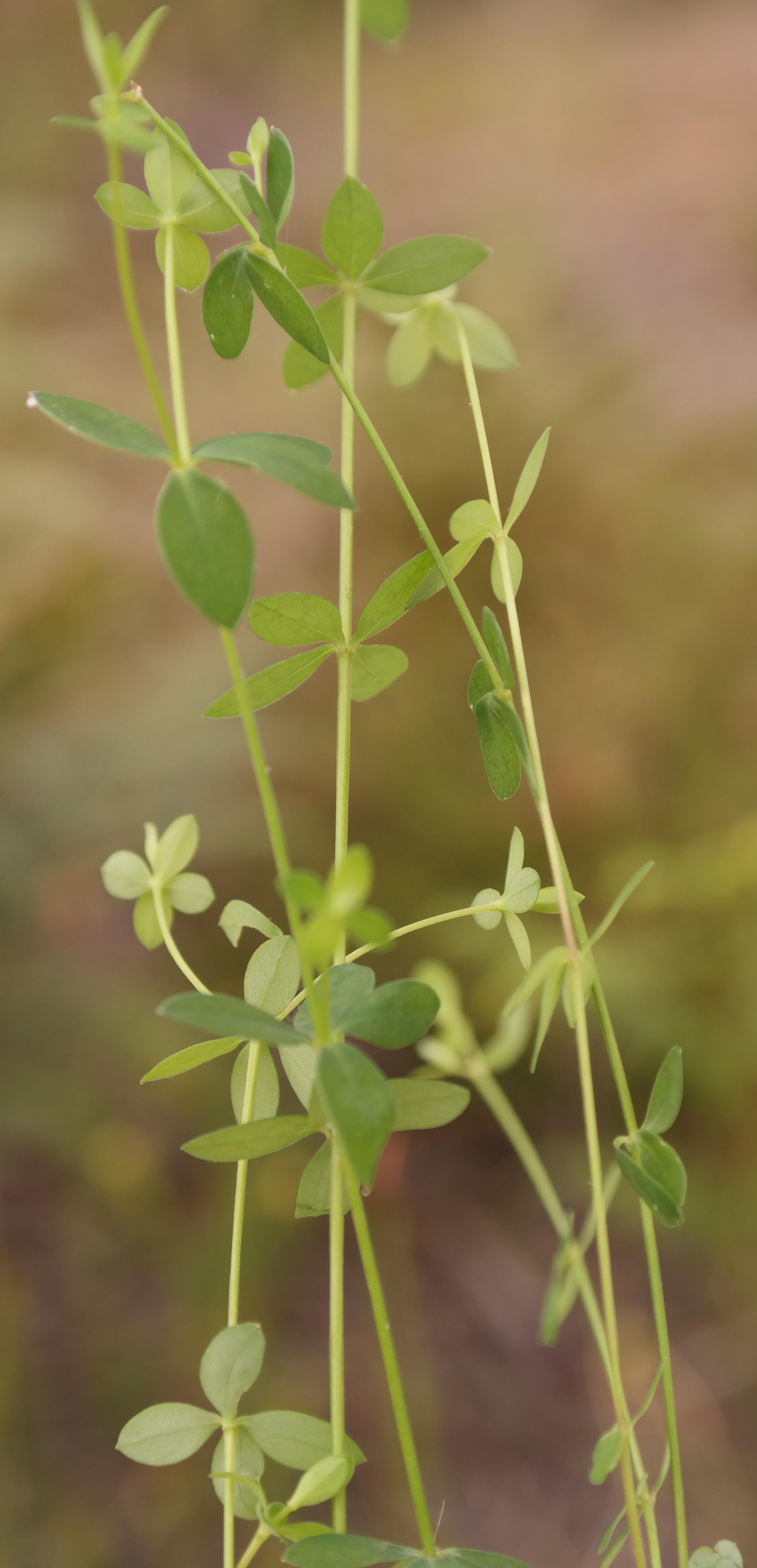 Four-leaved flax