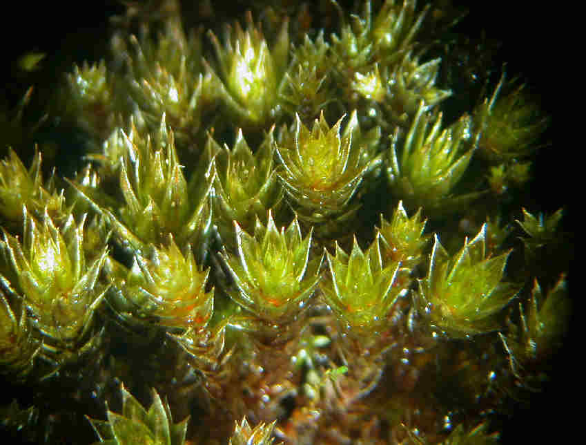 Pohlia moss