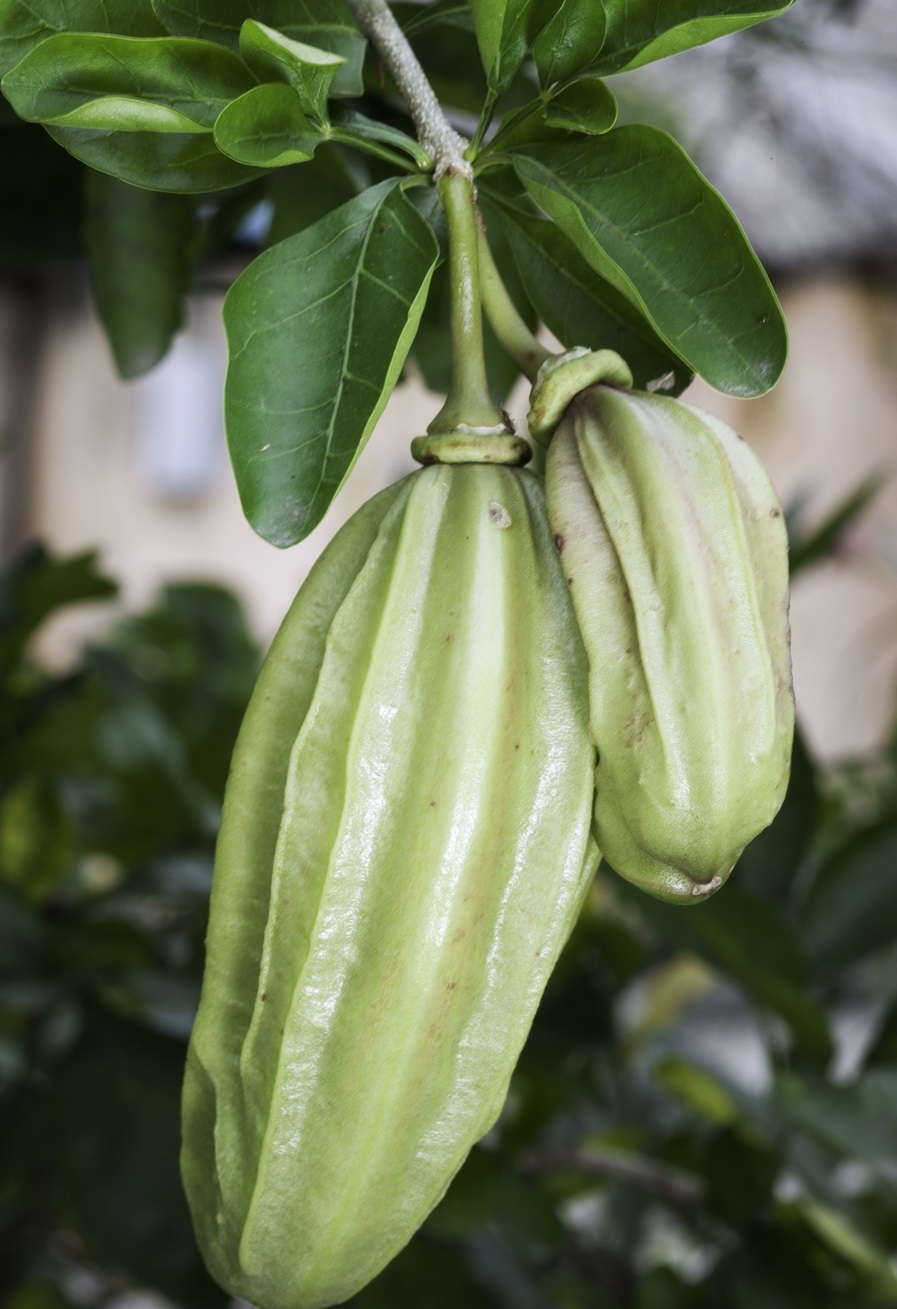 Cucumber tree