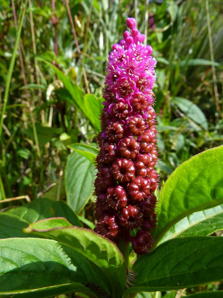 Bogotá pokeweed