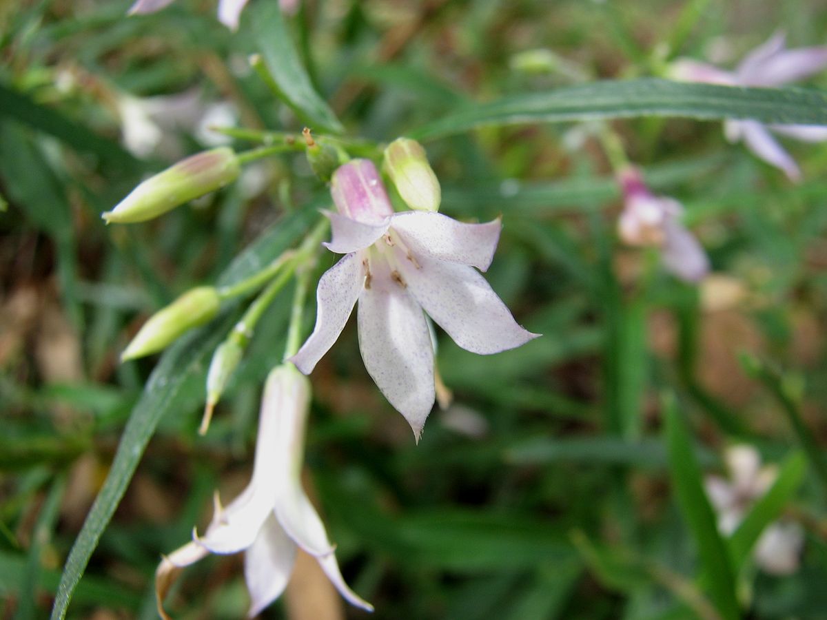 Violet billardiera