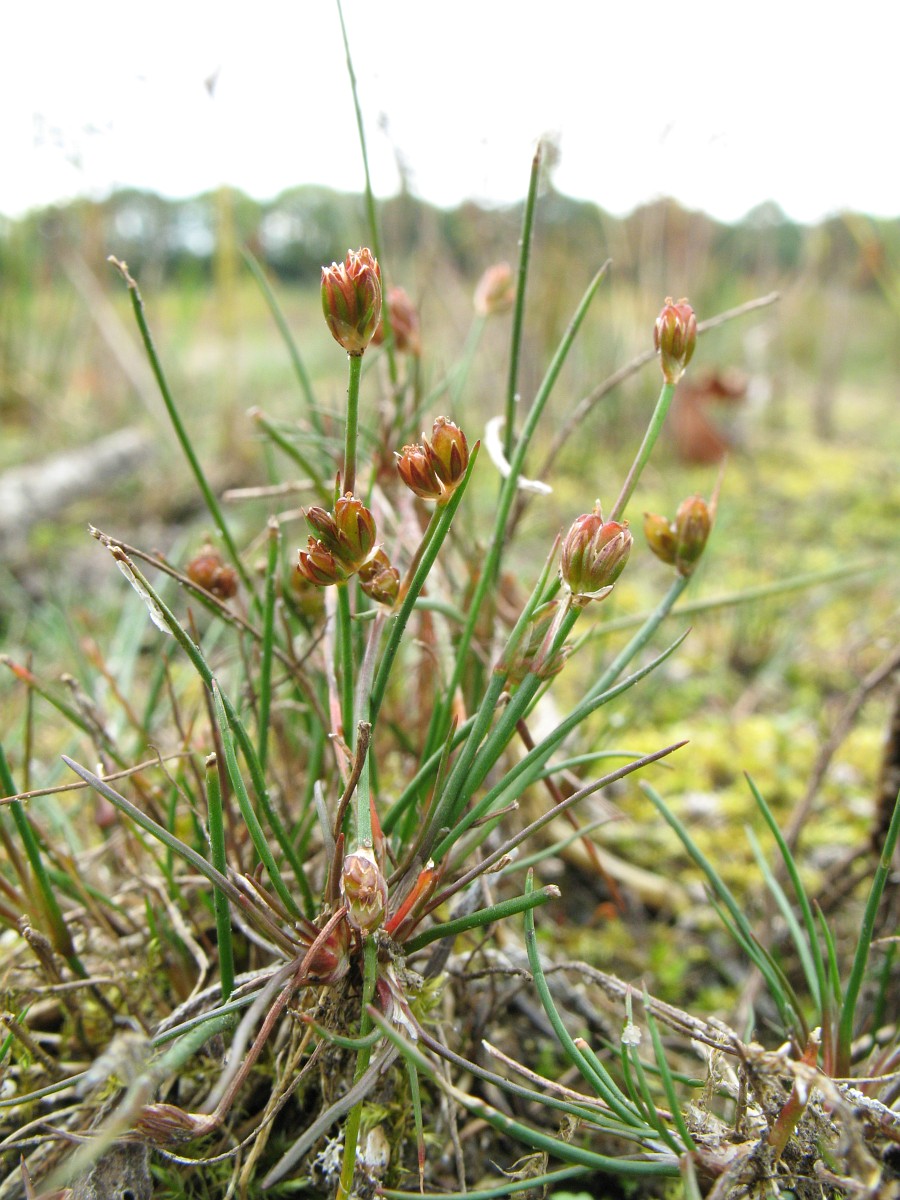 Bulbous rush