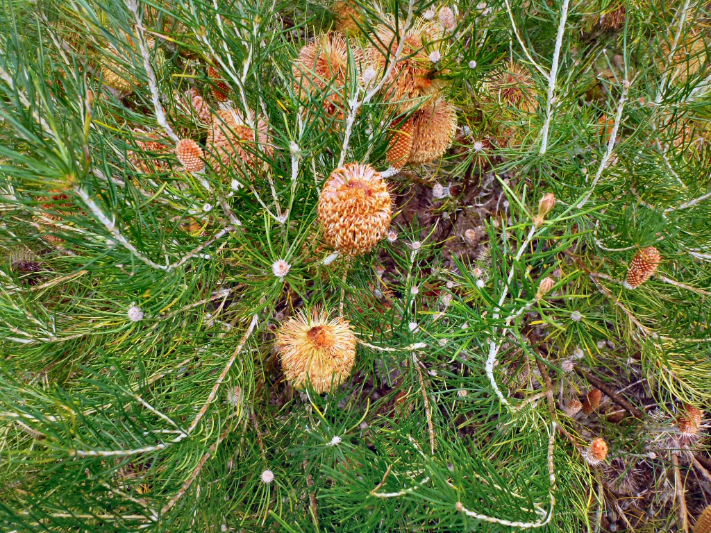 Swamp fox banksia