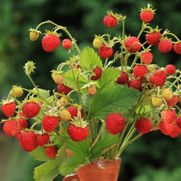 Garden strawberry