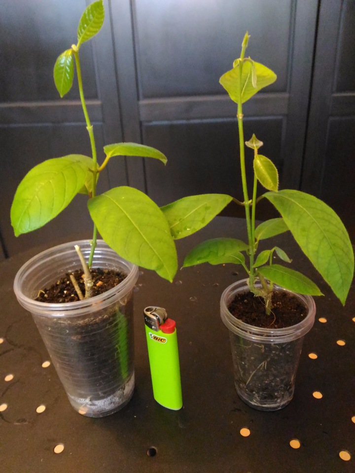 Injaro Tree How to care for Sweet indrajao - Complete Plant Care Guide | PlantSnap ...