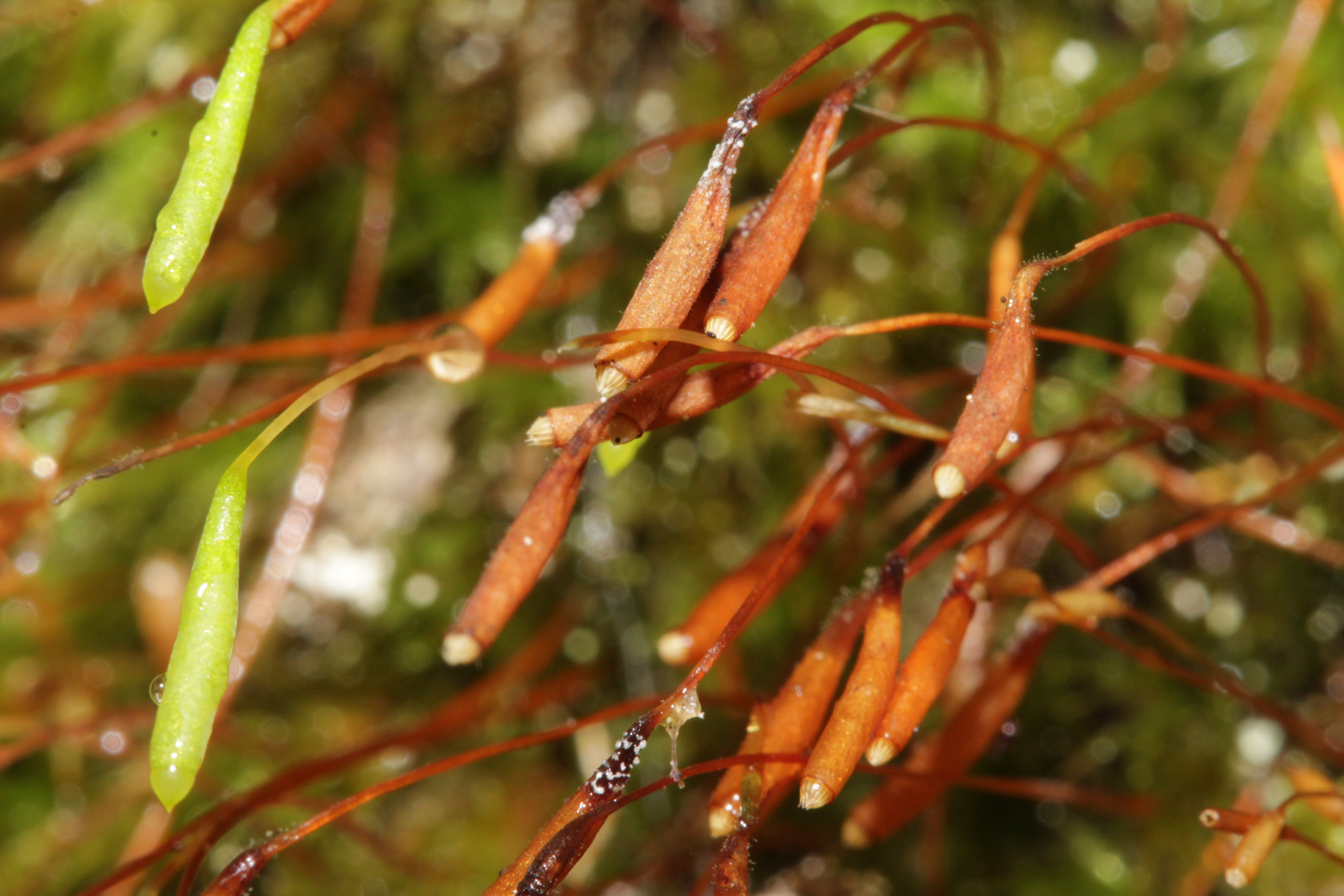 Long-necked thread-moss