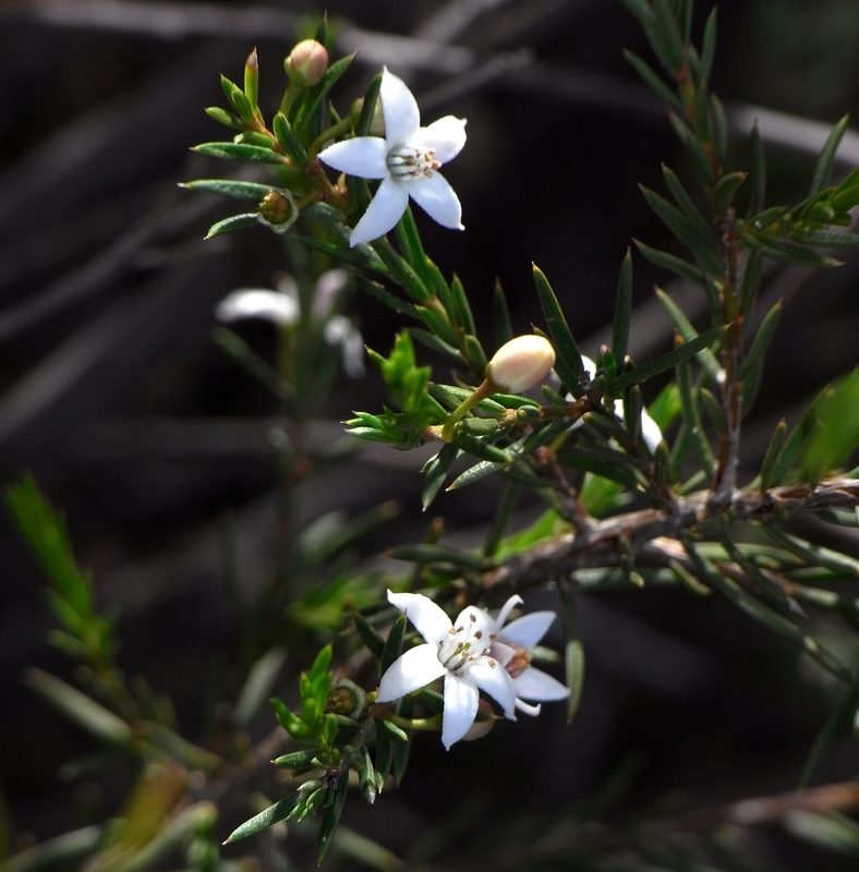 Prickly wax-flower