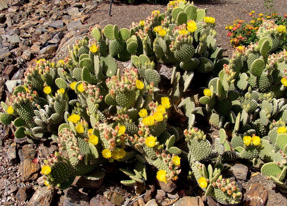Bunny ears cactus