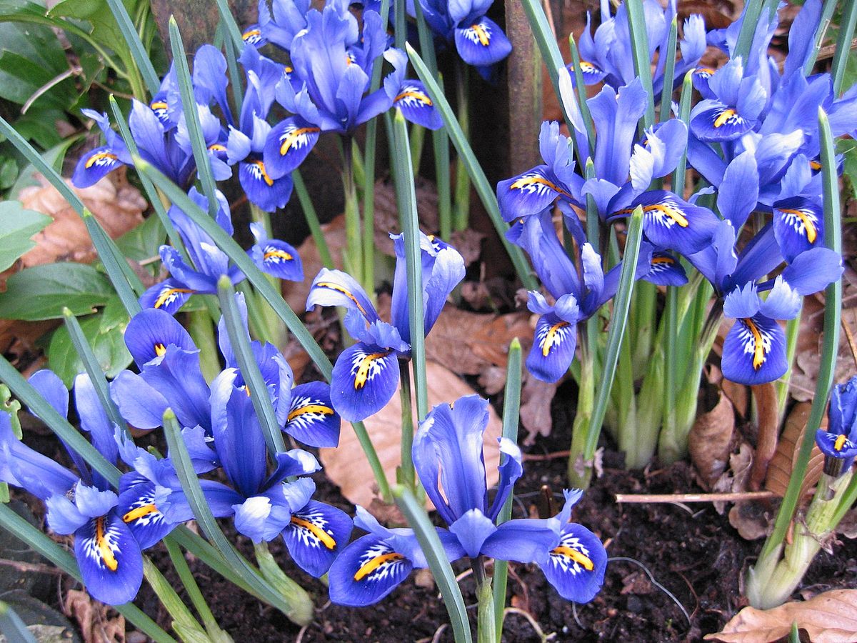 Dwarf iris
