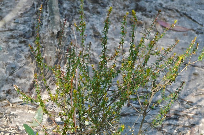 Heath micrantheum