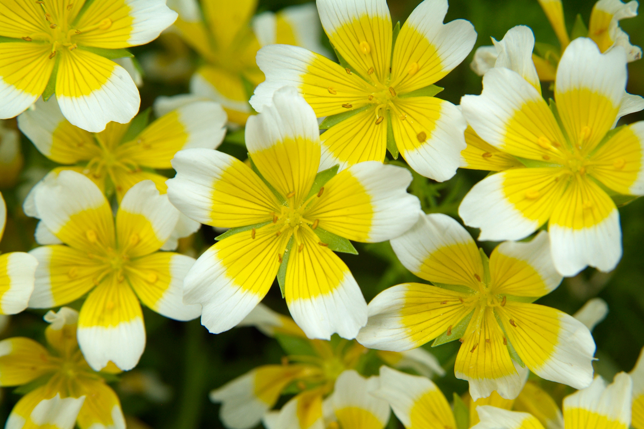 Douglas' meadowfoam