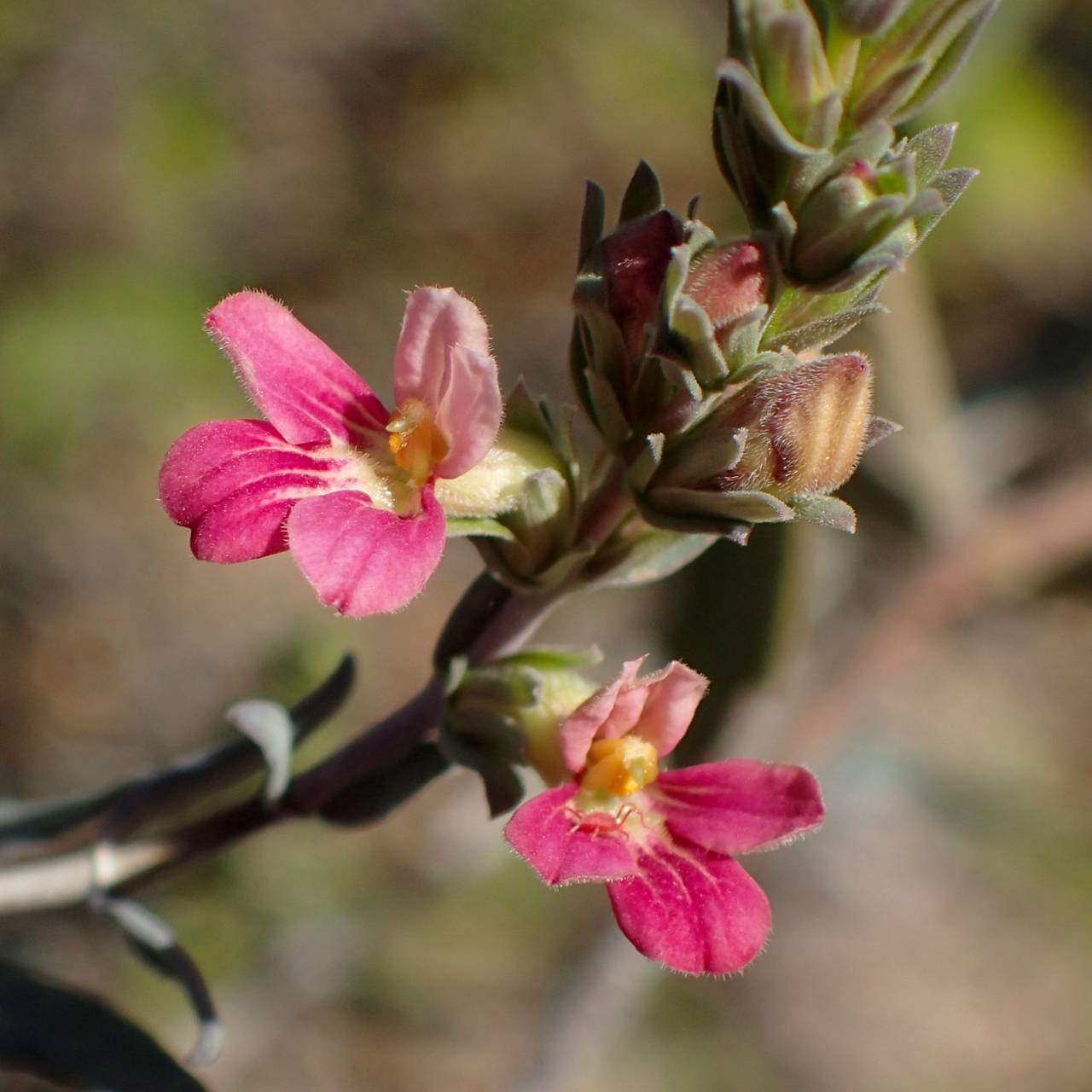Mexican honeysuckle