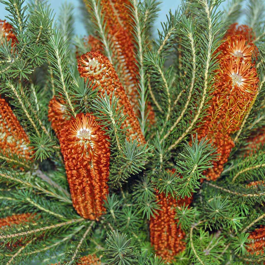 Heath-leaved banksia