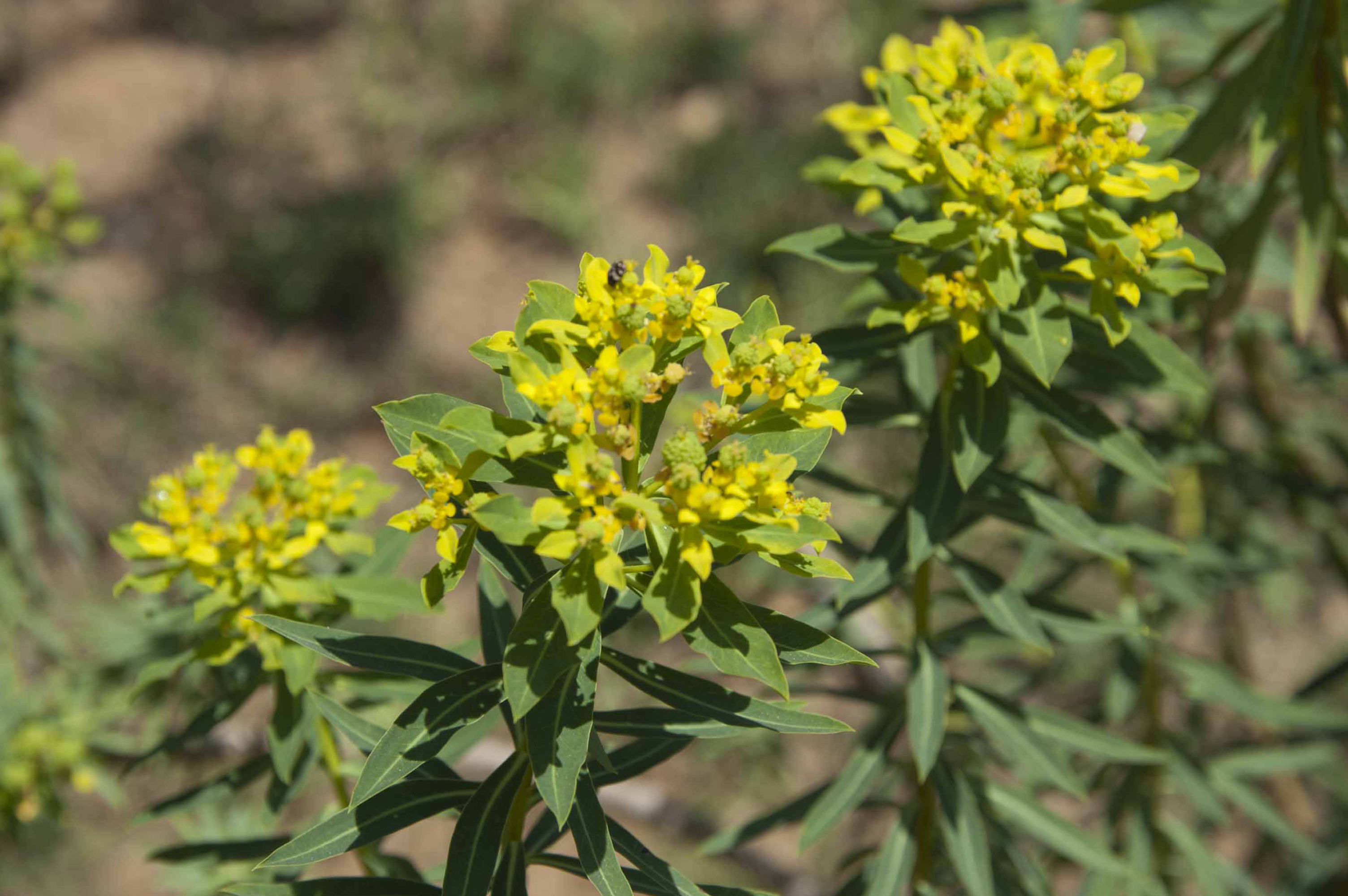 Bivona's spurge