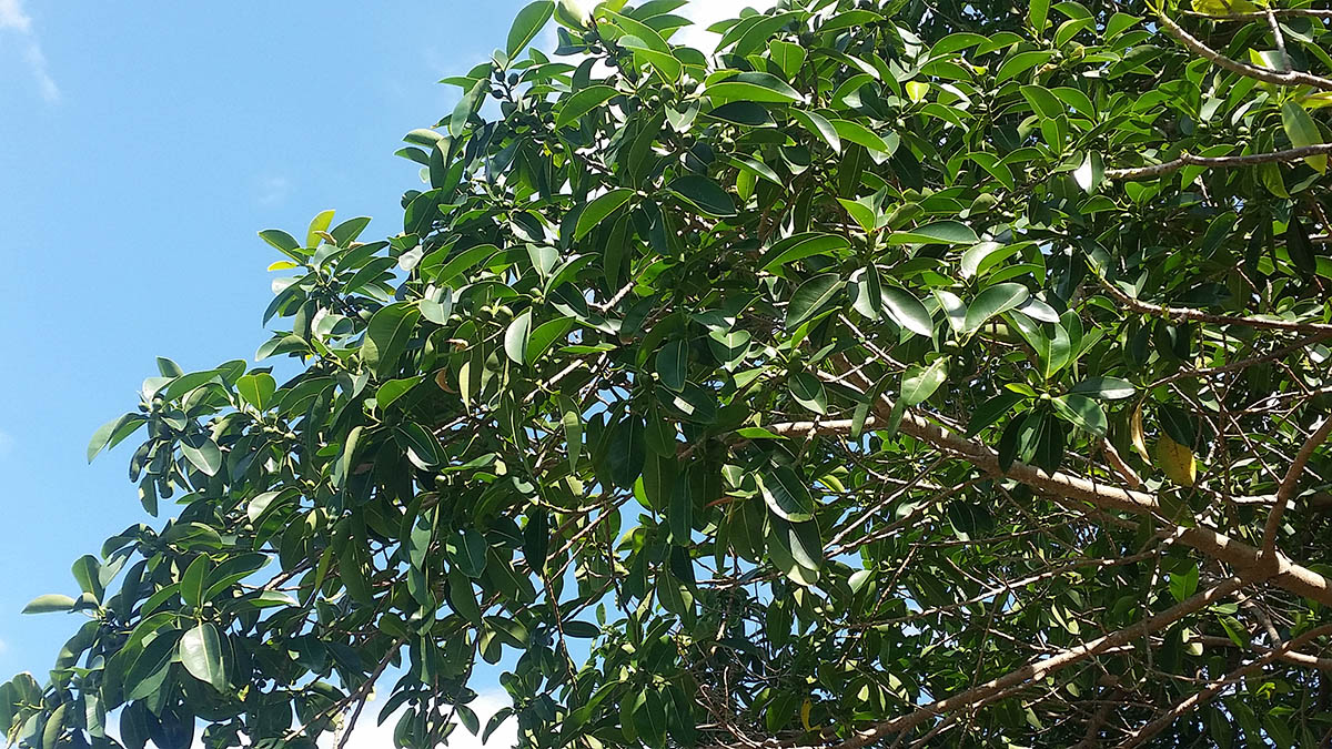 How to care for Balete tree - Complete Plant Care Guide | PlantSnap ...