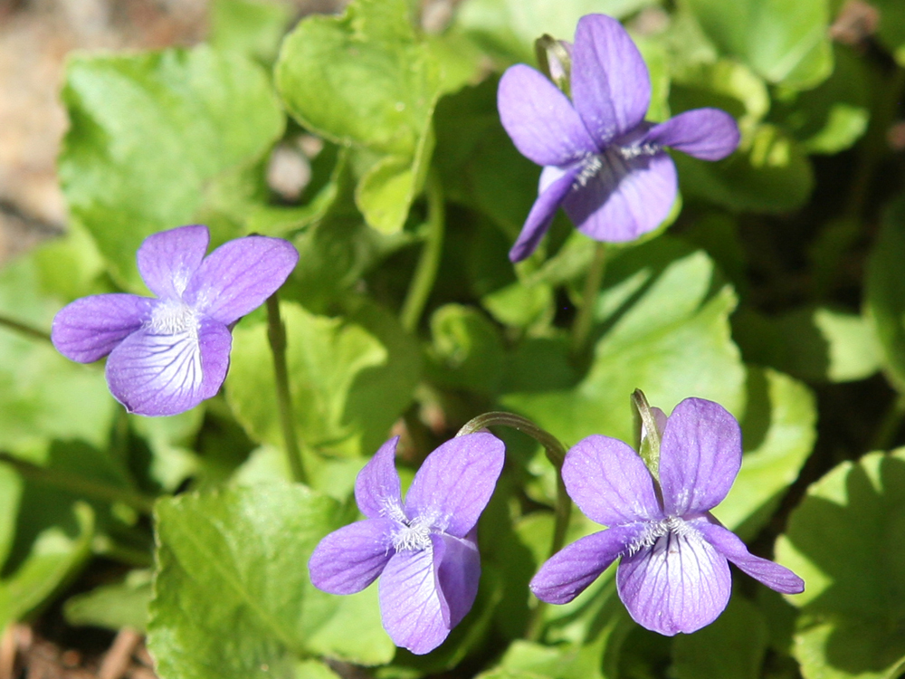 Howell's violet