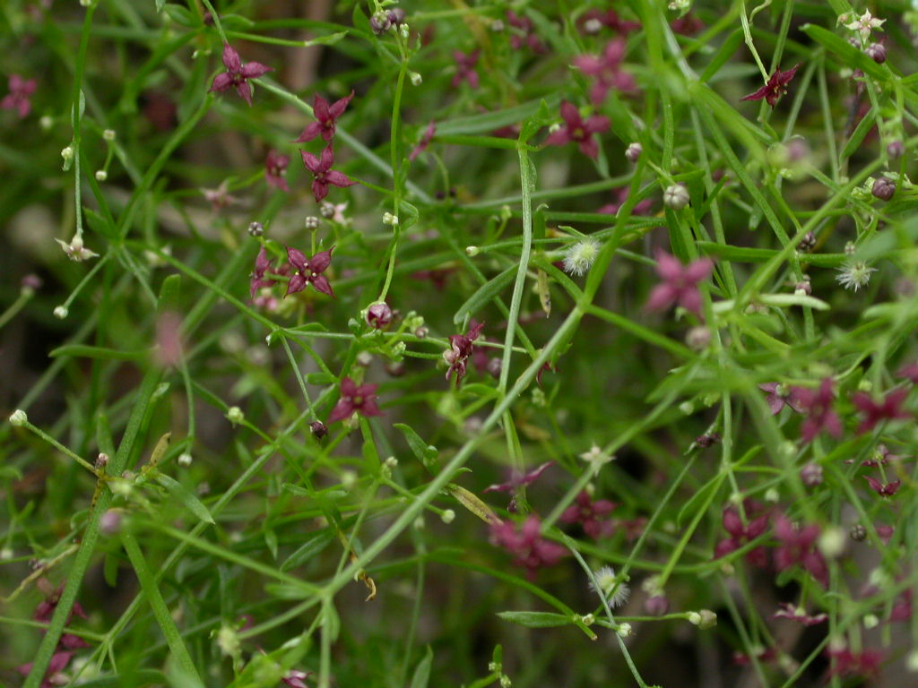 Wright's bedstraw