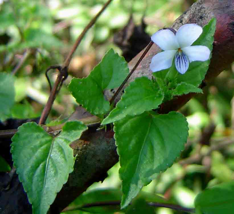 Abyssinian violet