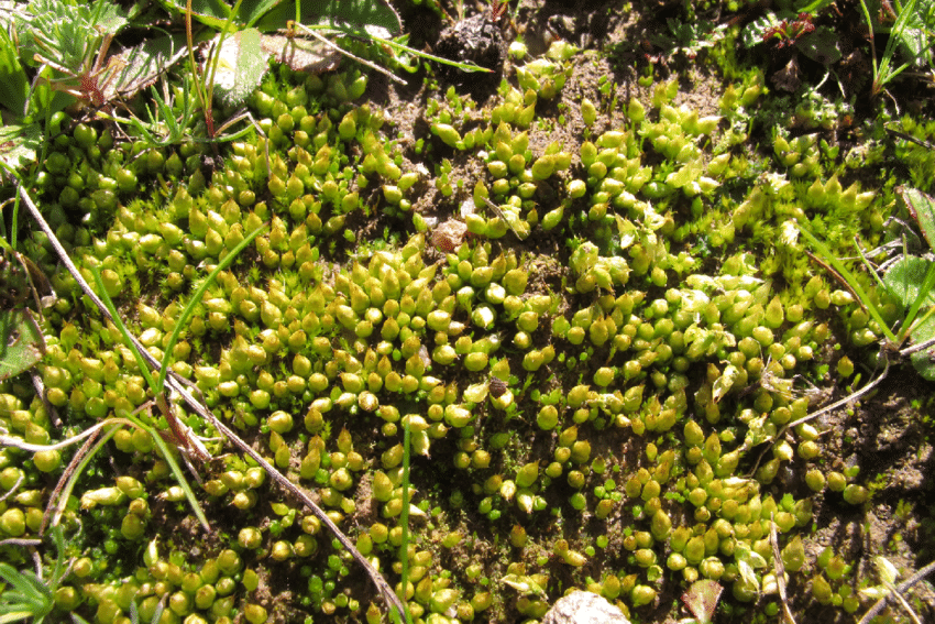 Imbricate lorentziella