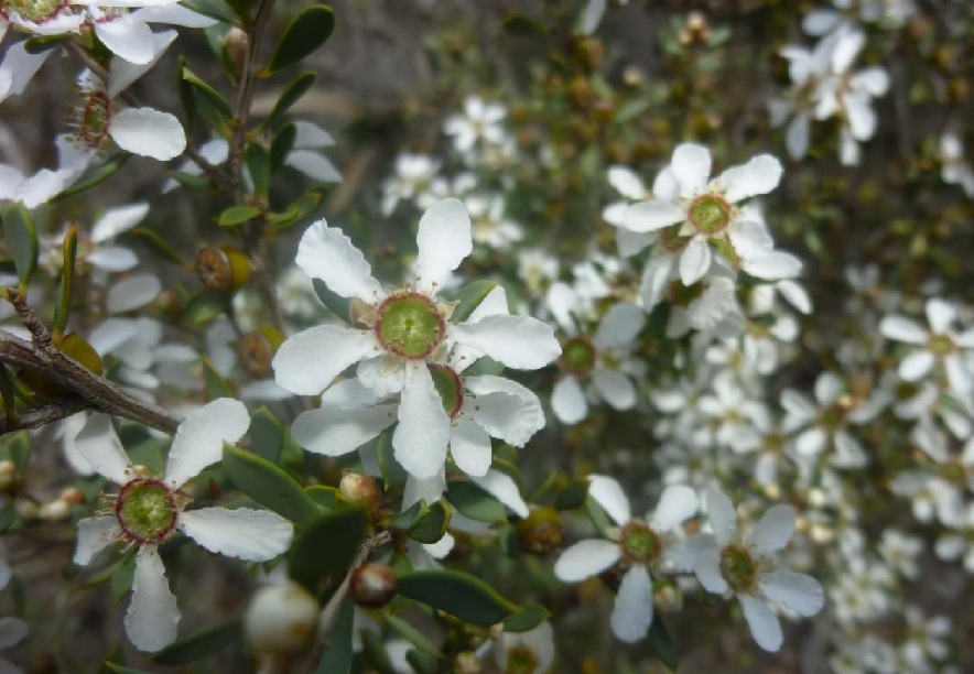 Green tea-tree