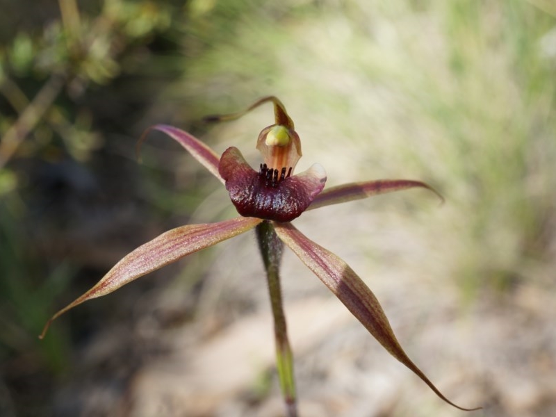 Plain-lip spider orchid