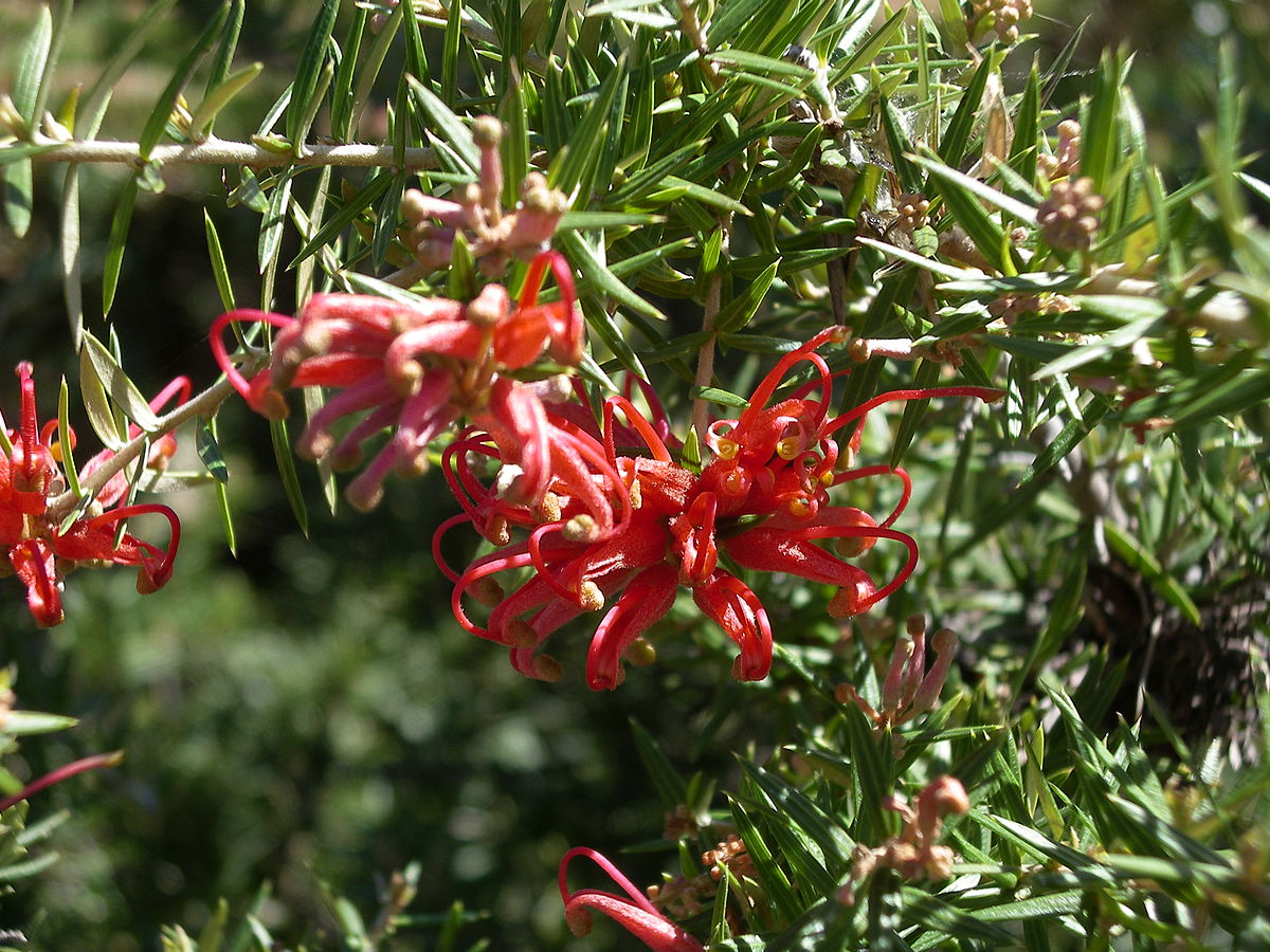 Juniper-leaved grevillea