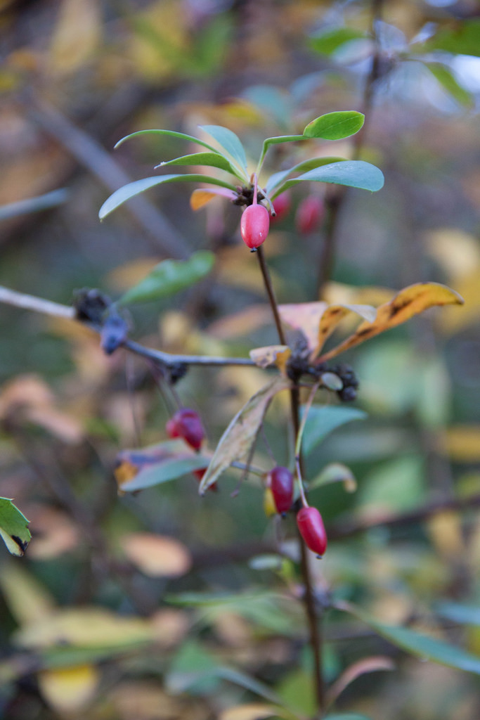 Barberry