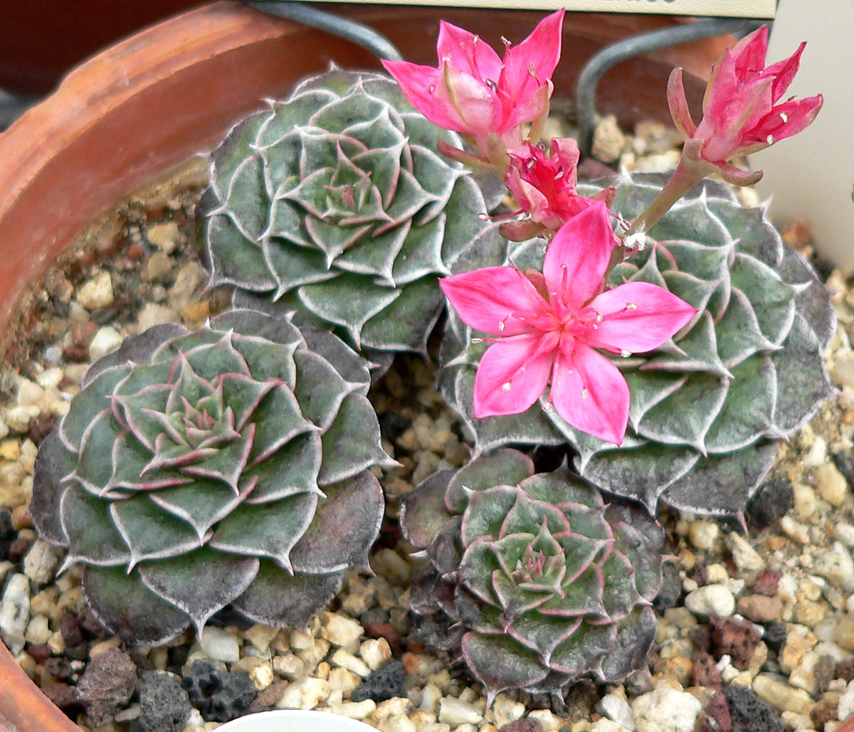 Beautiful graptopetalum