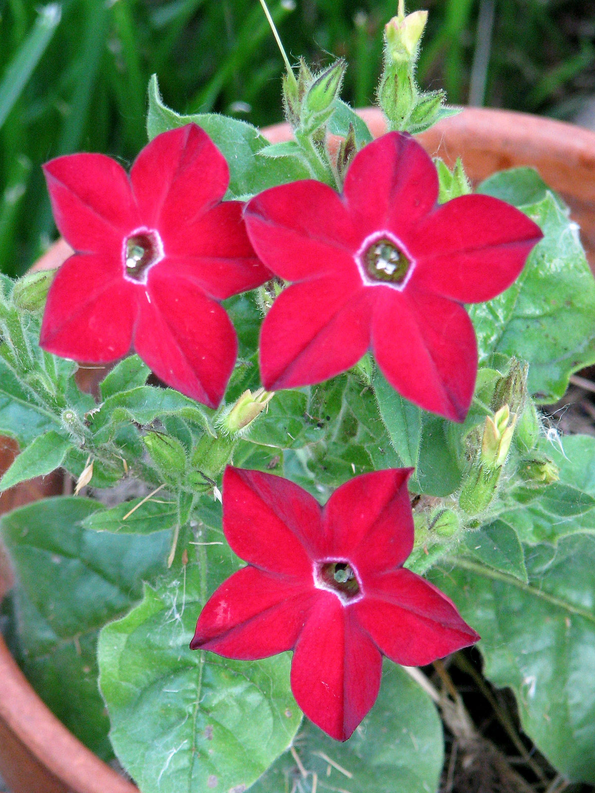 flowering tobacco plant care How to Grow Nicotiana Ideal for spot planting or as an elegant border backdrop Flowering Tobacco (Nicotiana alata) in