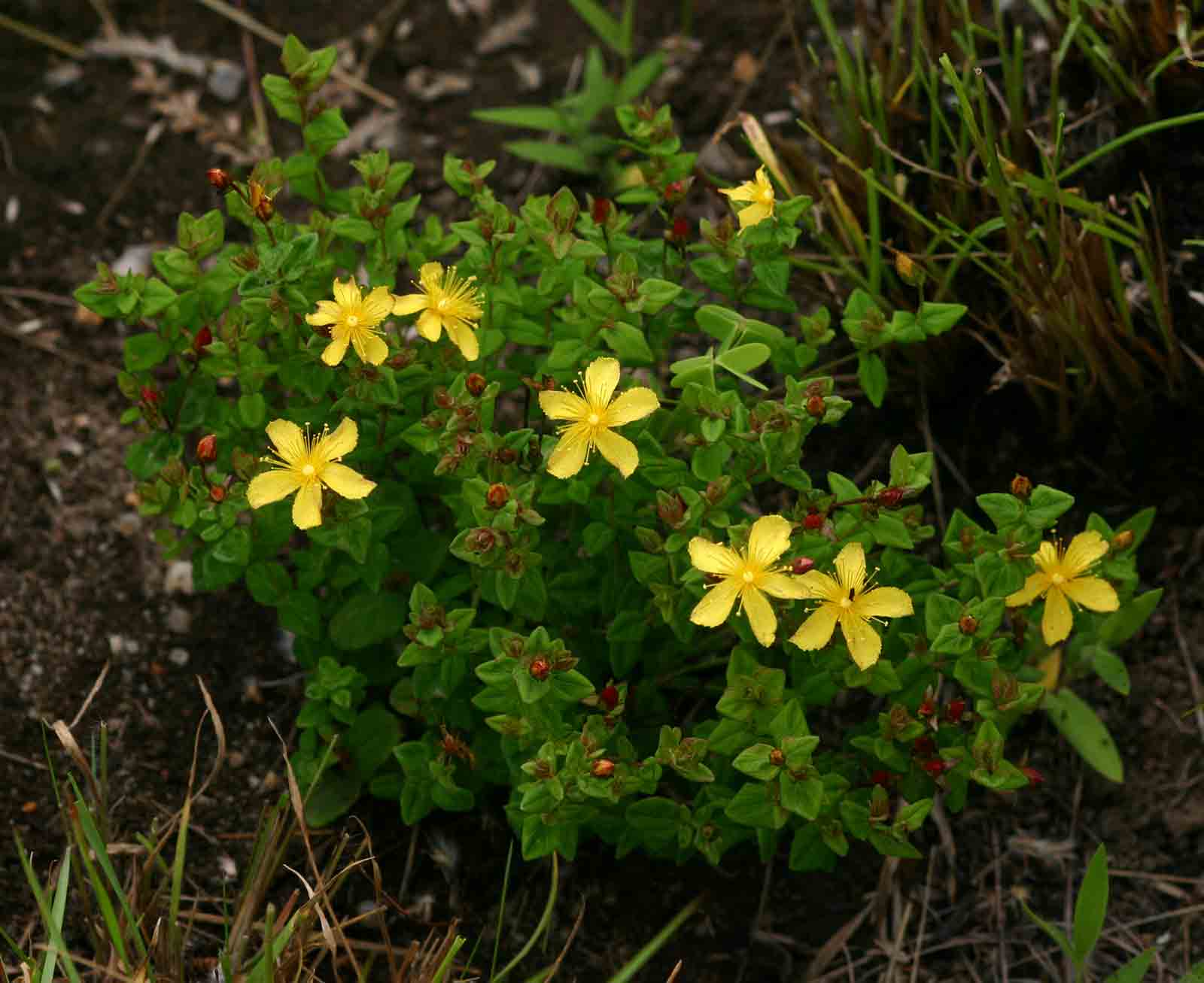 Yellow st john's wort