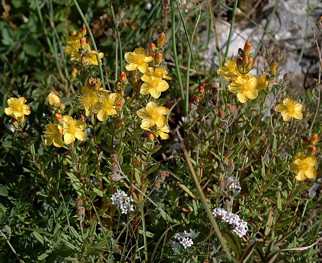 Toadflax-leaved st. john's wort