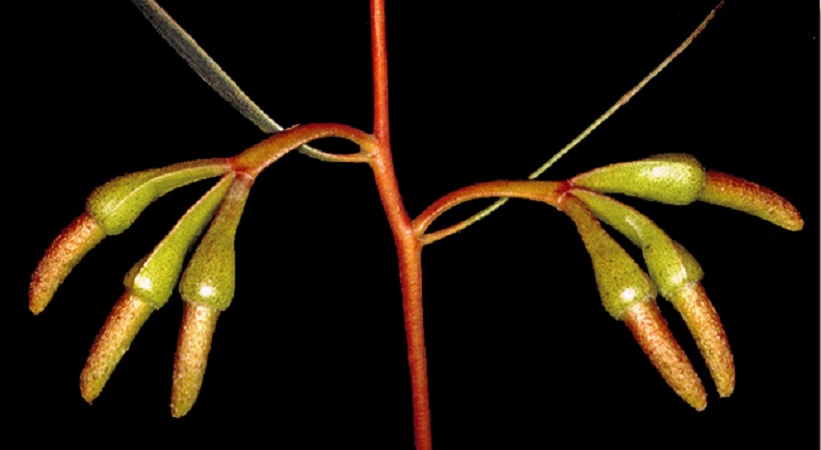 Long-fruited mallee