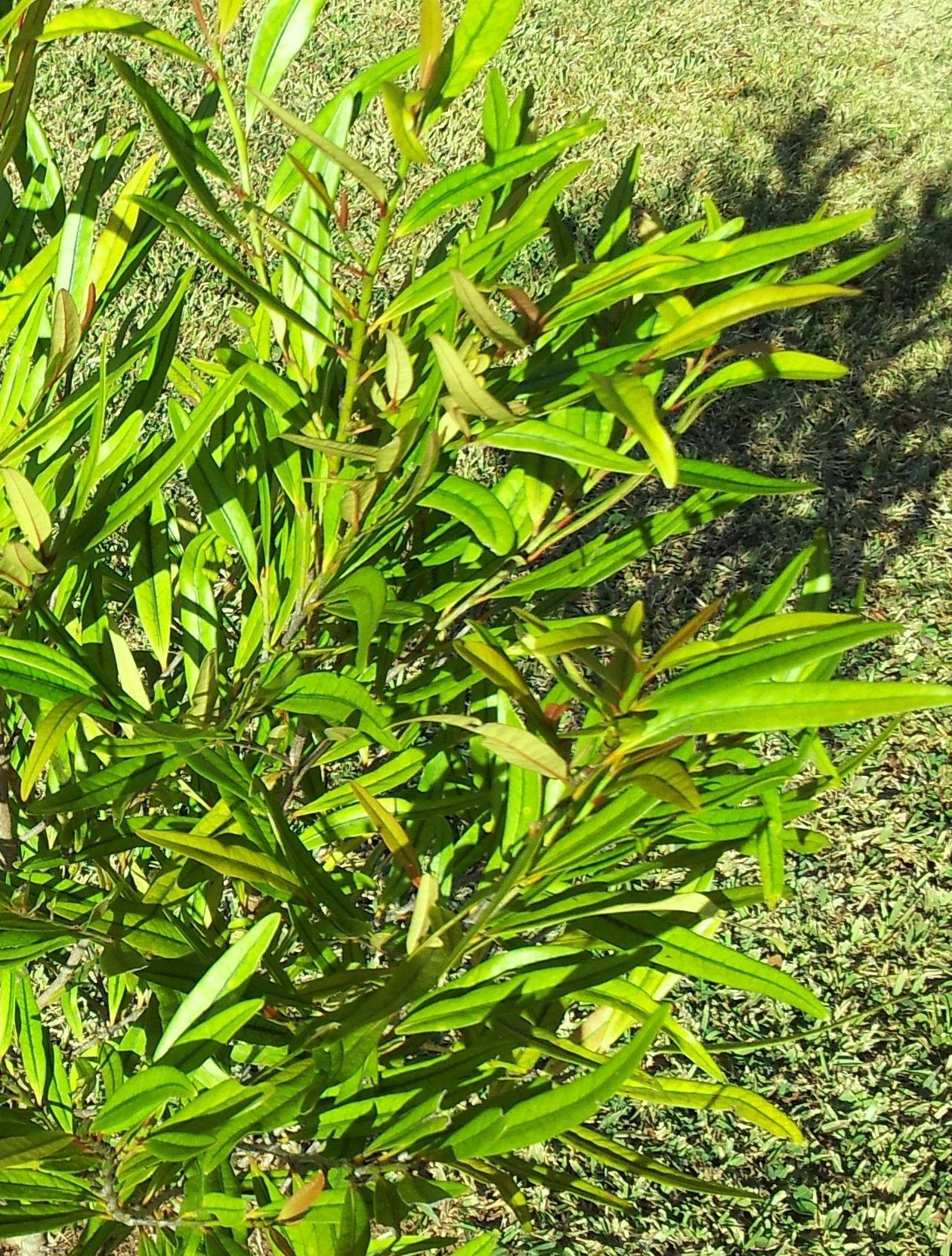 Plantsnap Identify Plants, Trees, Mushrooms With An App