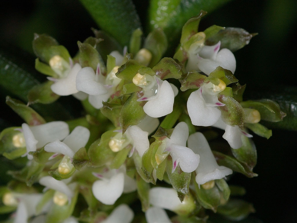 How to care for Balobo - Complete Plant Care Guide | PlantSnap ...