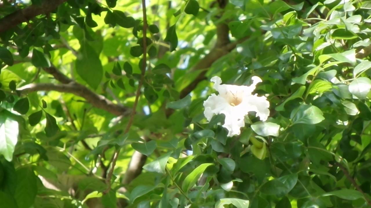Tit-hua
