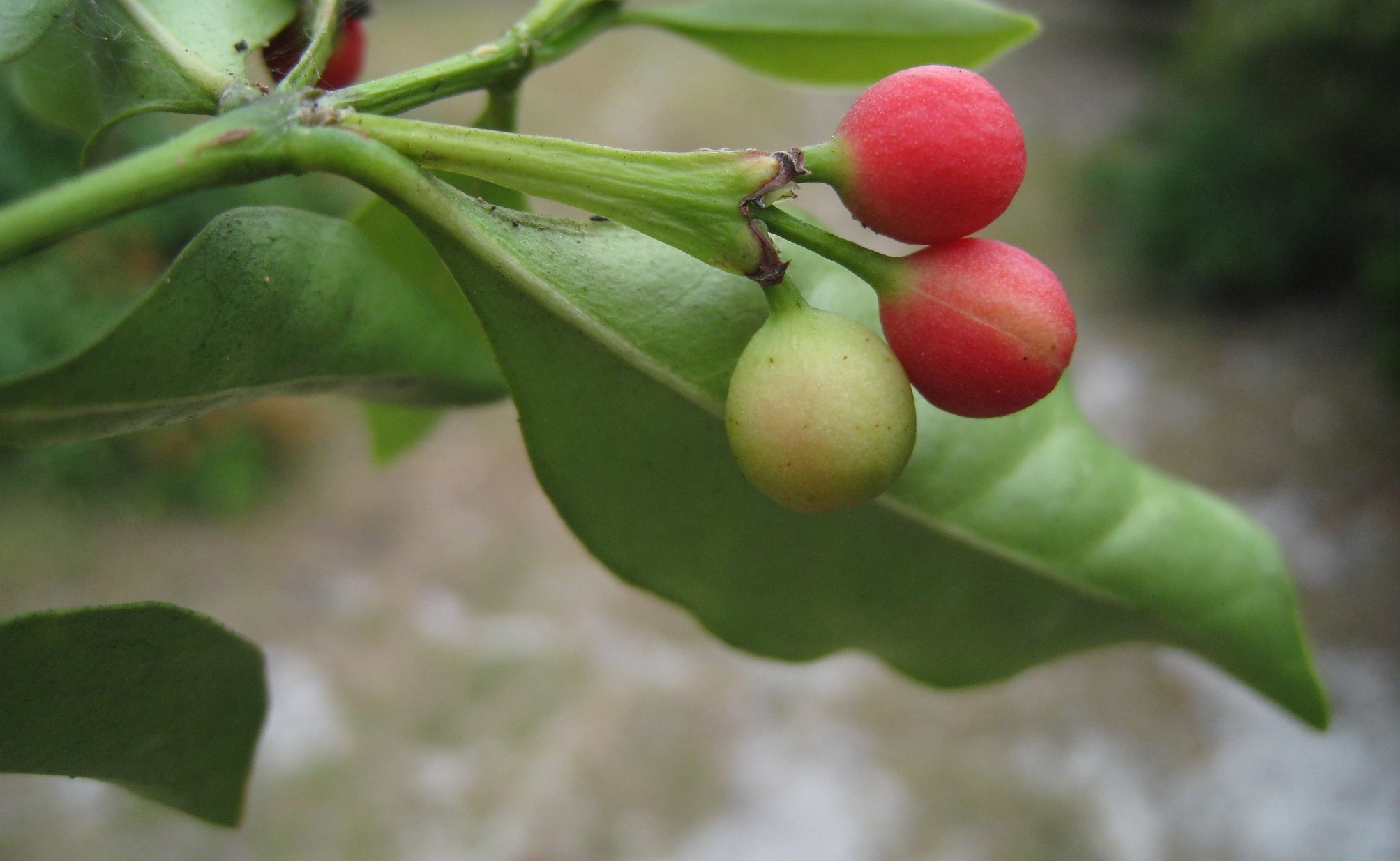 Forest chestnut