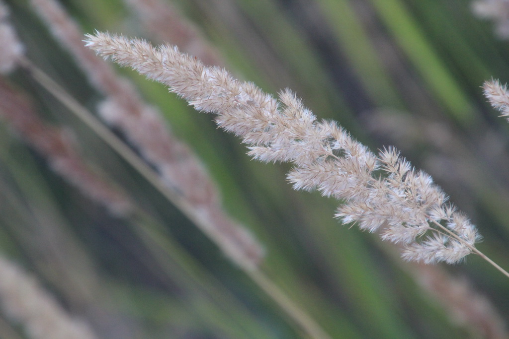 Purple Small Reed How to care for Purple small-reed - Complete Plant Care Guide ...