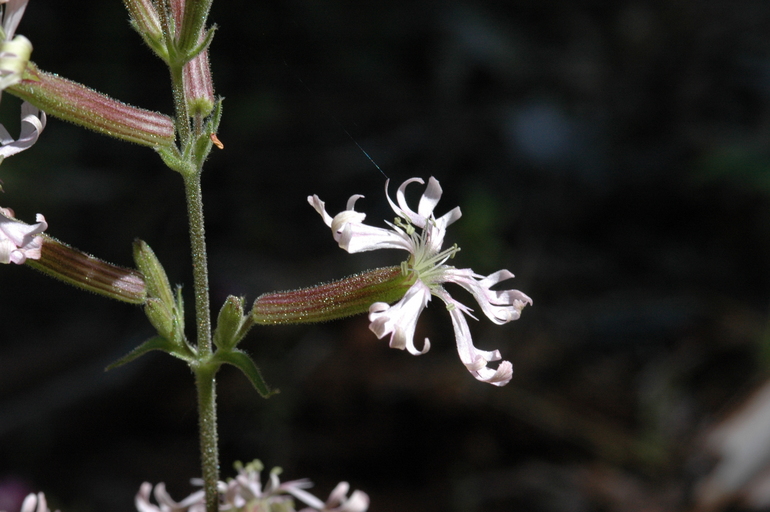 Western catchfly