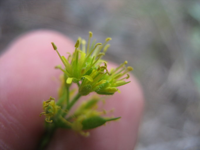 Southern draba