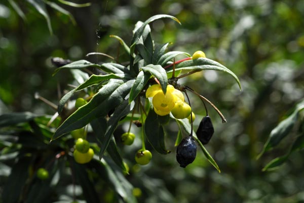 Veitch's barberry
