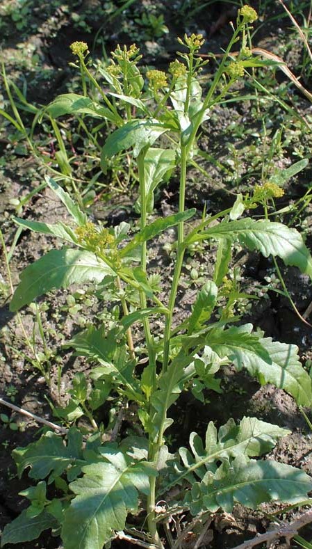 Plant Rba How to care for Shaggy yellow-cress - Complete Plant Care Guide ...
