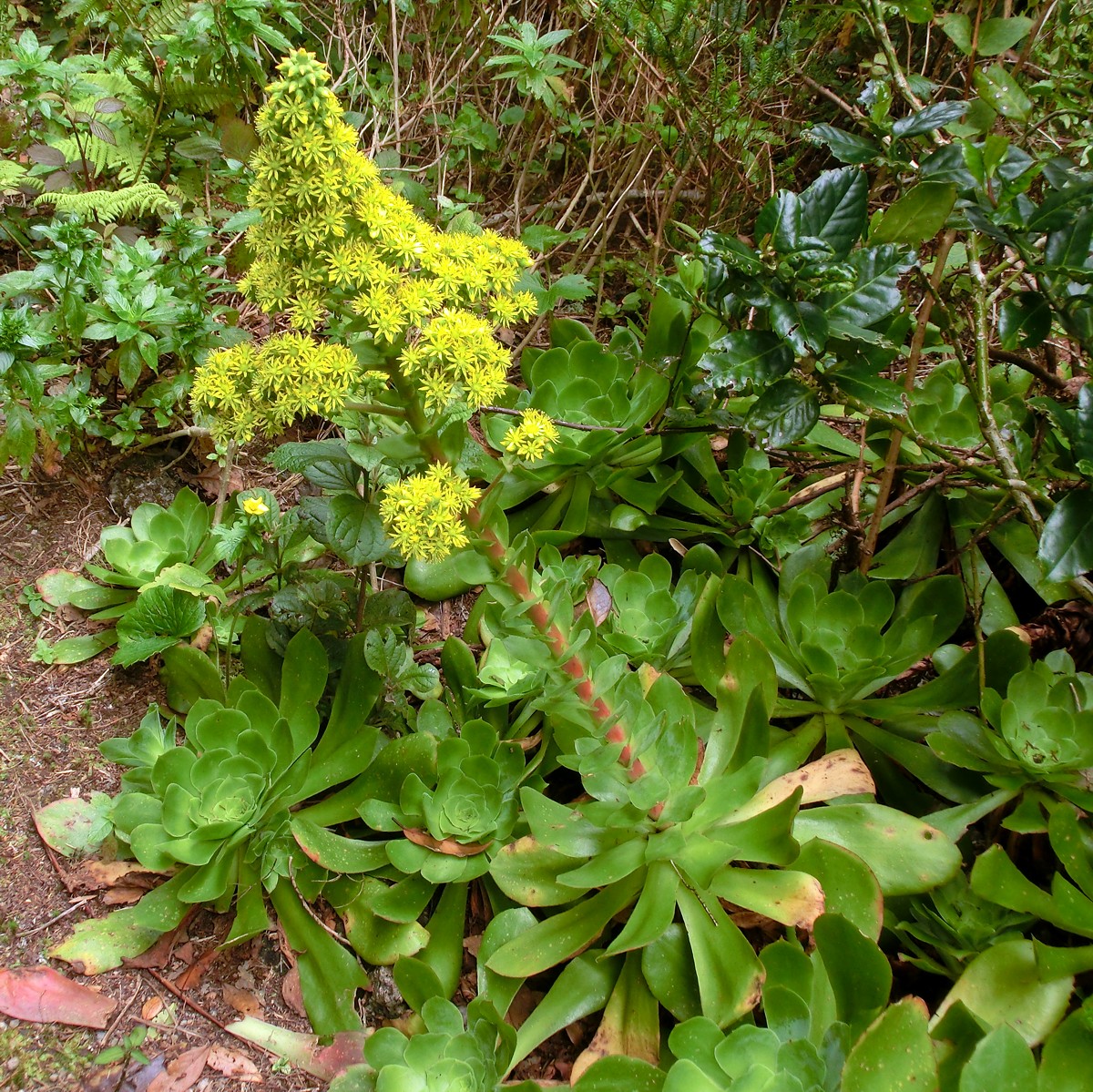 Aeonium