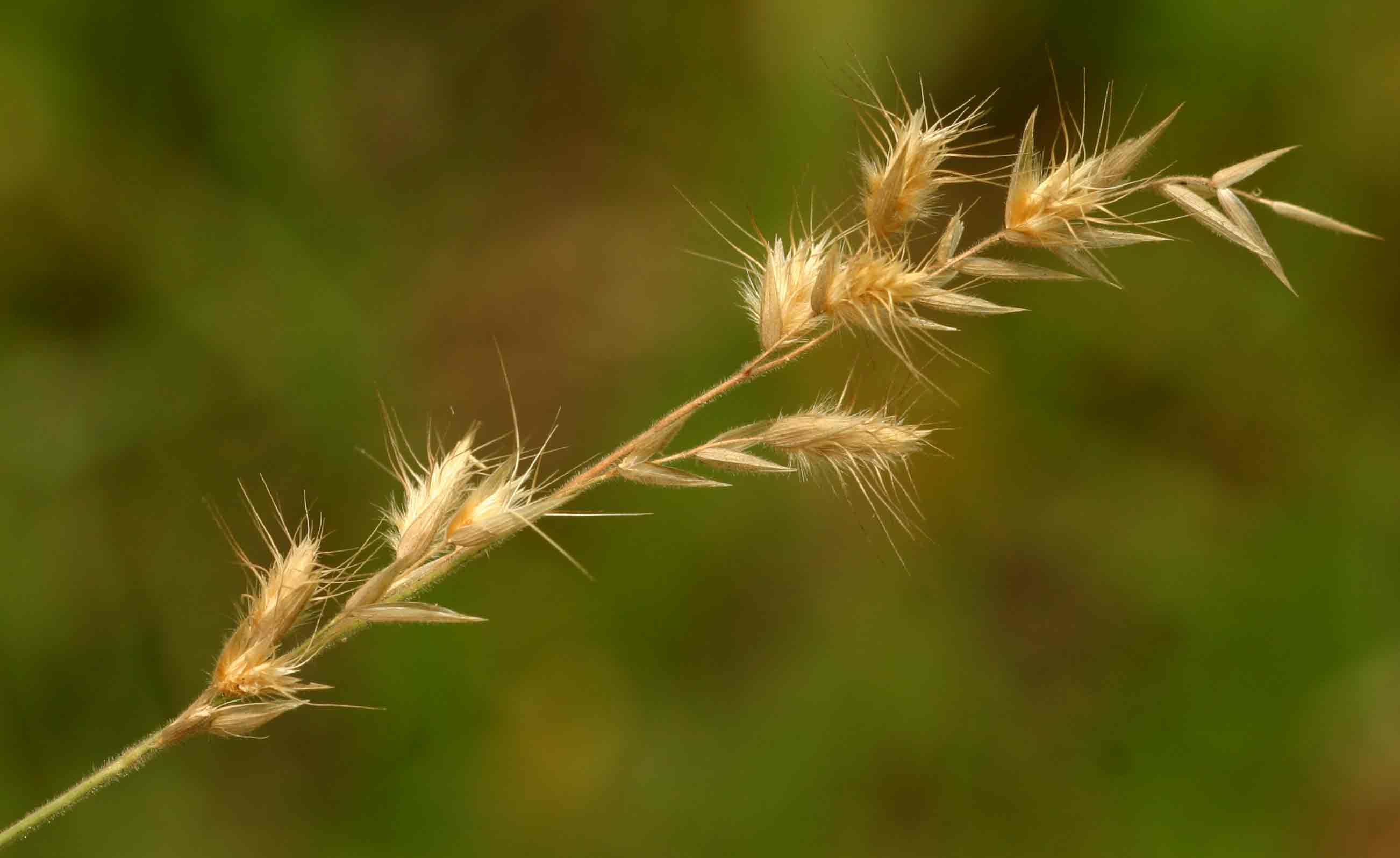 Grass bushman grass