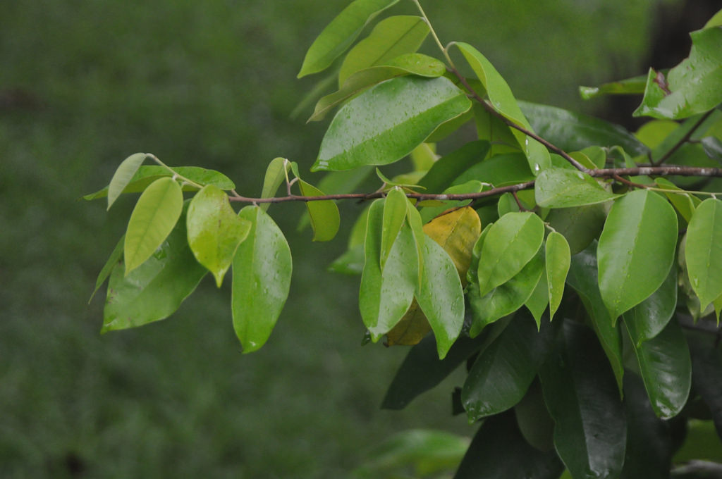 How to care for Ceylon ironwood - Complete Plant Care Guide | PlantSnap ...