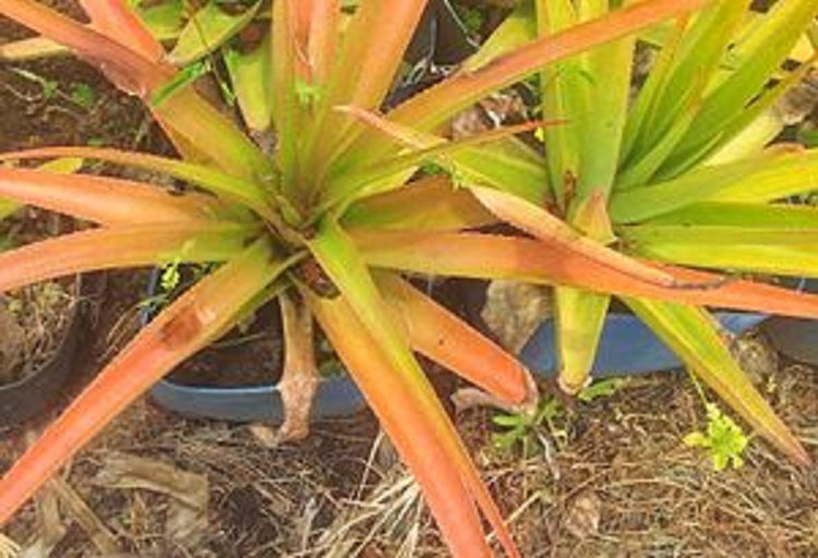 Aldabra lomatophyllum
